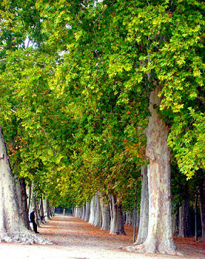 arboles para bosques comestibles Arbol