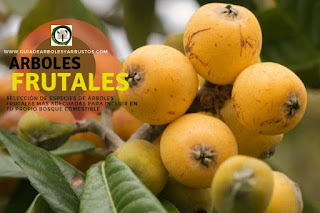 Arboles Frutales en Guías de Arboles y Arbustos Arboles y arbustos frutales para el bosque de alimentos