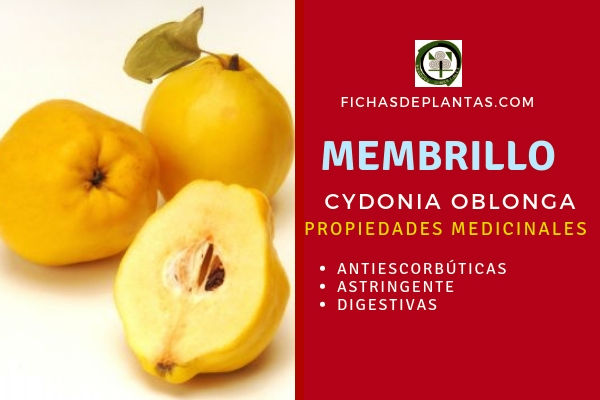Membrillo, Fruta, Propiedades Medicinales La fruta de membrillo, tiene propiedades Anti-escorbútica, fortalece los vasos sanguíneos evitando la apoplejía;
