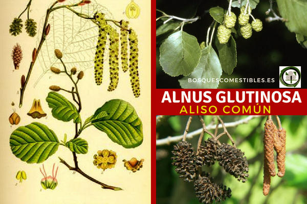 Alnus glutinosa, Áliso común, árbol fijador de nitrógeno atmosférico. Alnus glutinosa, Áliso común, es árbol capaz de fijar el nitrógeno en el suelo.