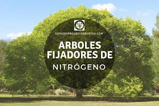 Arboles Fijadores de Nitrógeno en Guías de Arboles y Arbustos Arboles y arbustos fijadores de nitrógeno para el bosque de alimentos