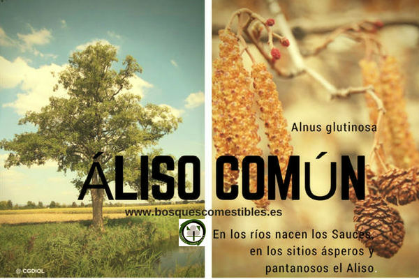 Áliso Común, Alnus glutinosa, árbol de la familia Betulaceae. El Áliso común, Alnus glutinosa, es un árbol que puede llegar a 30 m. de altura