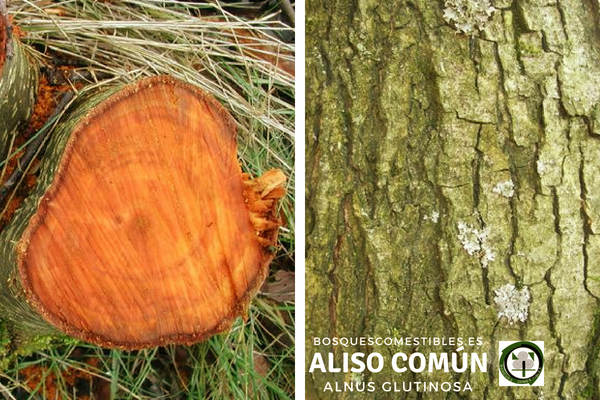 Áliso común, su madera se ha empleado para postes y pilotes Áliso común, Alnus glutinosa, su madera es ligera, de grano fino, con anillos bien marcados.