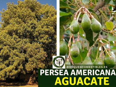 Persea americana, Aguacate o Palta Persea americana, Aguacate, es un árbol frutal que puede alcanzar grandes dimensiones. Algunos ejemplares pueden llegar a producir cientos de kilos de esta deliciosa fruta