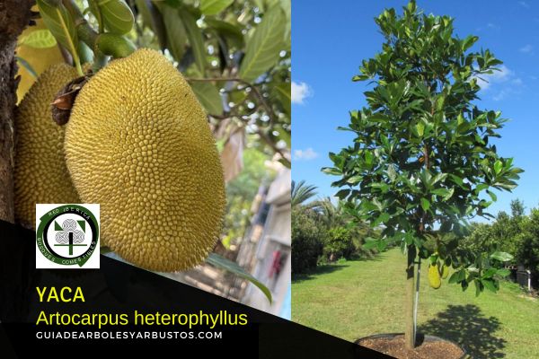 Yaca árbol árbol Artocarpus heterophyllus