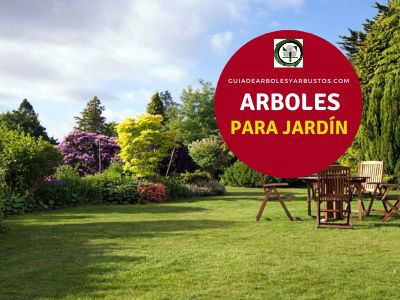 Árboles para Jardín Árboles para Jardín son una de las principales y más importantes decisiones a tomar cuando Diseñamos un Jardín