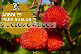 Suelos Alcalinos en Guías de Arboles y Arbustos Arboles y arbustos para suelos silíceos para el bosque de alimentos