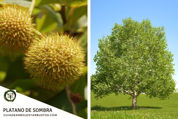 Plátano de Sombra en Guía de Arboles y Arbustos El plátano de sombra, Platanus hispanica, es un árbol muy robusto que puede superar los 30 metros de altura