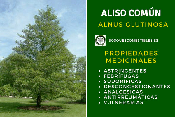 Áliso común, Alnus glutinosa, Propiedades Medicinales. Áliso común, Alnus glutinosa, Propiedades astringentes, febrífugas, sudoríficas, etc.