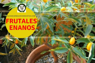 Arboles Frutales Enanos en Guías de Arboles y Arbustos Arboles frutales enanos para el bosque de alimentos
