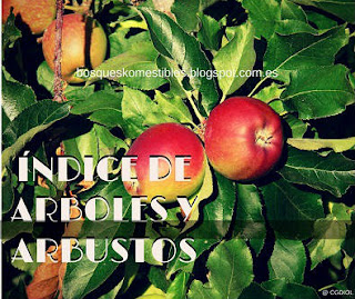 Indice de arboles y arbustos Lista de arboles y arbustos del bosque comestible mediterraneo