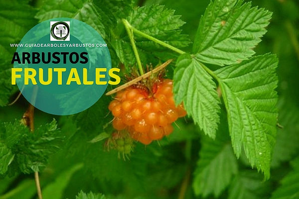 Arbustos Frutales en España Ficha de arbustos frutales en españa, información útil sobre su plantación