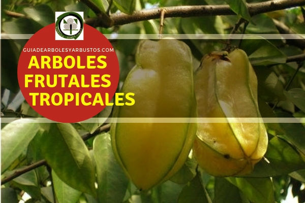 Arboles Frutales Tropicales en Guia de Arboles y Arbustos Lista de arboles frutales tropicales
