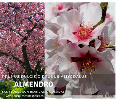 Almendro, Prunus dulcis o Prunus amygdalus en Guia de Arboles y Arbustos El Almendro, Prunus dulcis, es un árbol que puede llegar a 10 m de altura, de corteza rugosa ya grietada