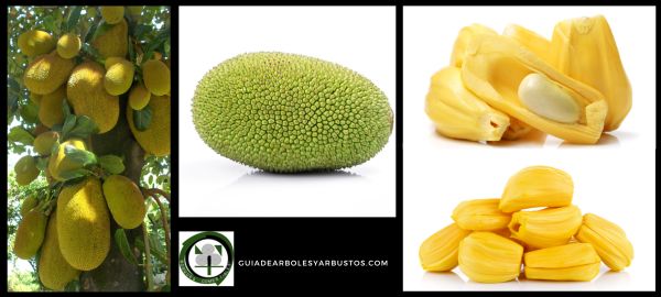 Yaca es la fruta nacional de Bangladés Fruta de Artocarpus heterophyllus