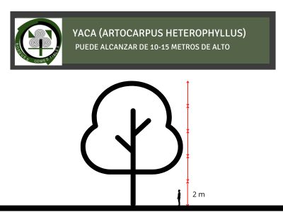 Altura de Yaca Altura de Yaca, Artocarpus heterophyllus