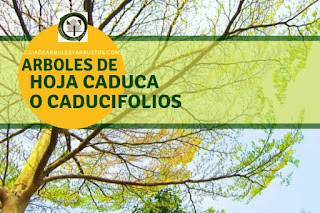 Arboles de hoja Caduca en Guías de Arboles y Arbustos Arboles y arbustos de hoja caduca o caducifolios para el bosque de alimentos