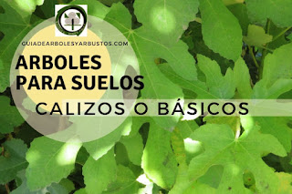 Arboles para Suelos Calizos o Básicos en Guías de Arboles y Arbustos Arboles y arbustos para suelos calizos o básicos para el bosque de alimentos