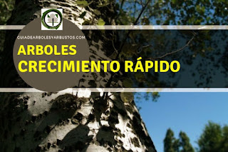 Arboles de Crecimiento Rápido en Guías de Arboles y Arbustos Arboles y arbustos de crecimiento rápido para el bosque de alimentos