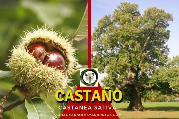 Castaño Árbol del Género Castanea en Guia de Arboles y Arbustos. Com El castaño, Castanea sativa, es un árbol que fácil alcanza los 20 m. de altura